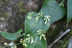 Smilax aspera